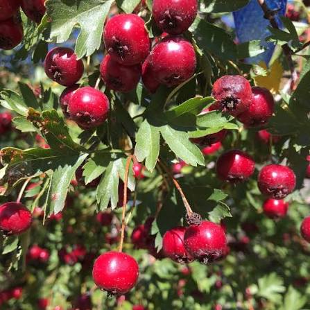CRATAEGUS AZAROLUS (hawthorn) - Image 2