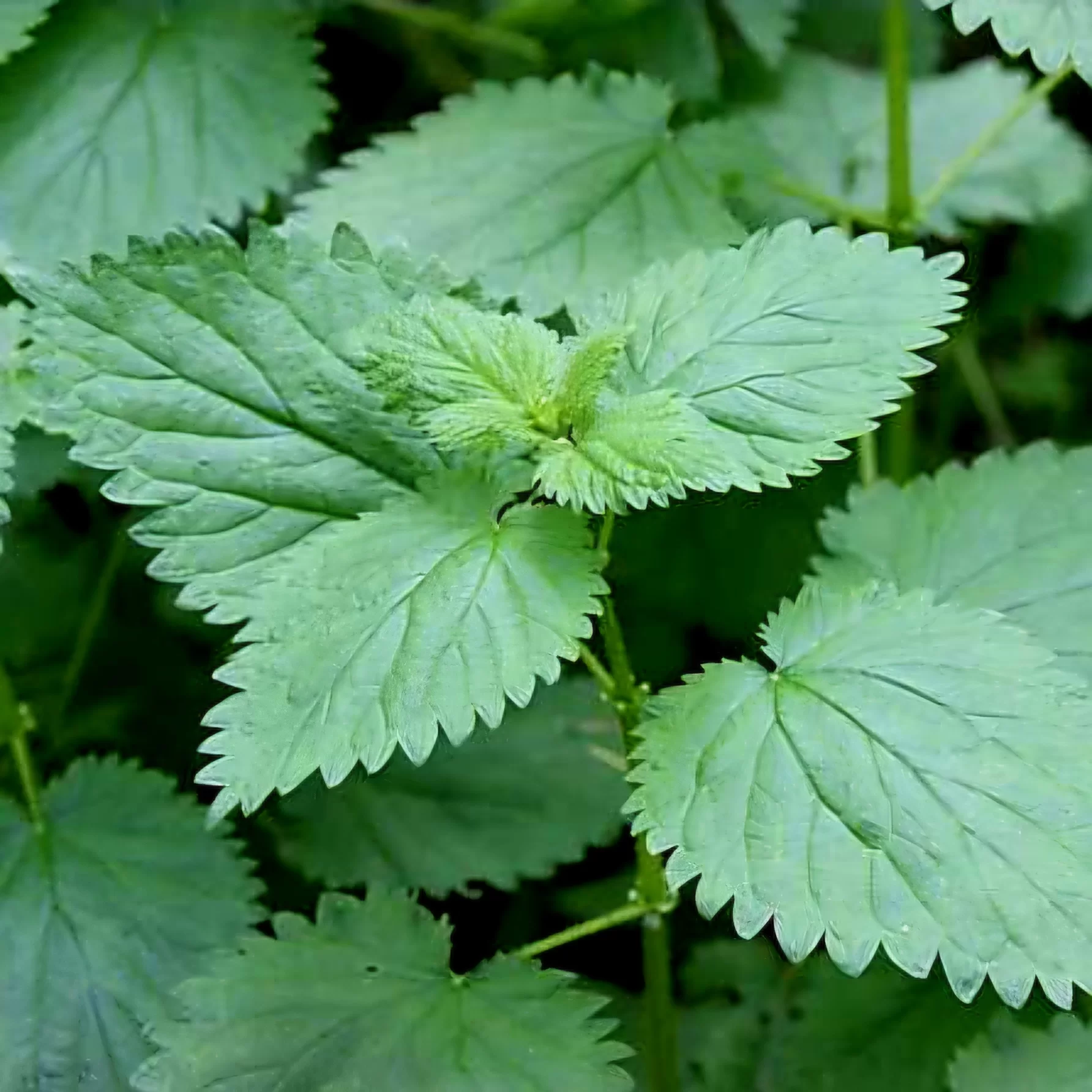 URTICA DIOICA (Nettle) - Image 2