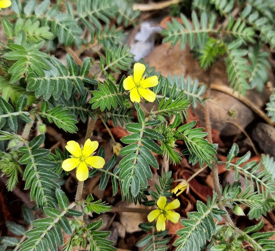 TRIBULUS TERRESTRIS (Natural Viagra) - Image 2